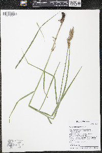 Carex muskingumensis image