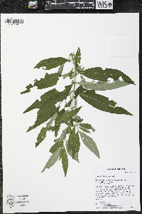 Lysimachia thyrsiflora image