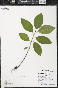 Rhamnus alnifolia image