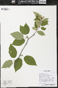 Betula alleghaniensis image