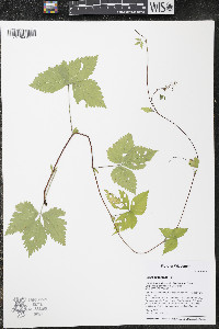 Rubus pubescens image