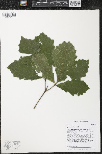 Quercus bicolor image