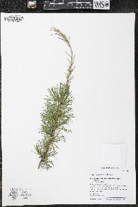 Larix laricina image