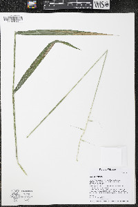 Elymus hystrix image