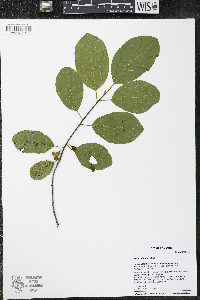 Frangula alnus image