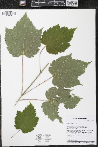 Acer spicatum image