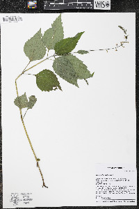 Phryma leptostachya image