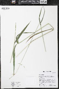 Elymus hystrix image