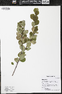 Betula pumila image