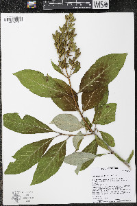 Syringa josikaea image
