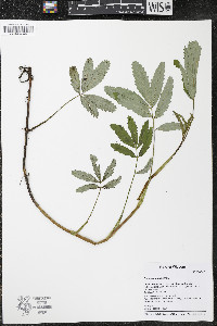 Comarum palustre image