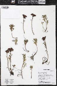 Phedimus kamtschaticus image
