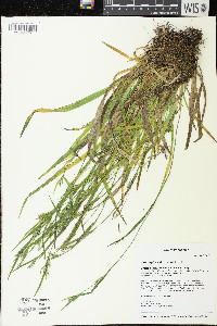 Carex leptonervia image