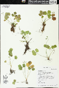 Coptis trifolia image