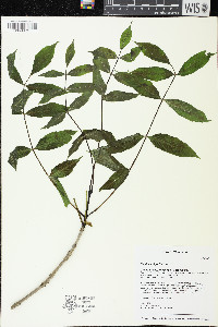 Fraxinus nigra image