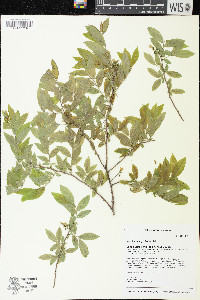 Vaccinium myrtilloides image