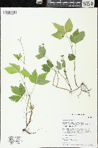 Rubus pubescens image