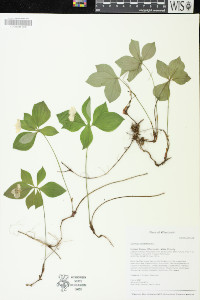 Cornus canadensis image