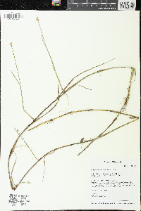 Carex chordorrhiza image