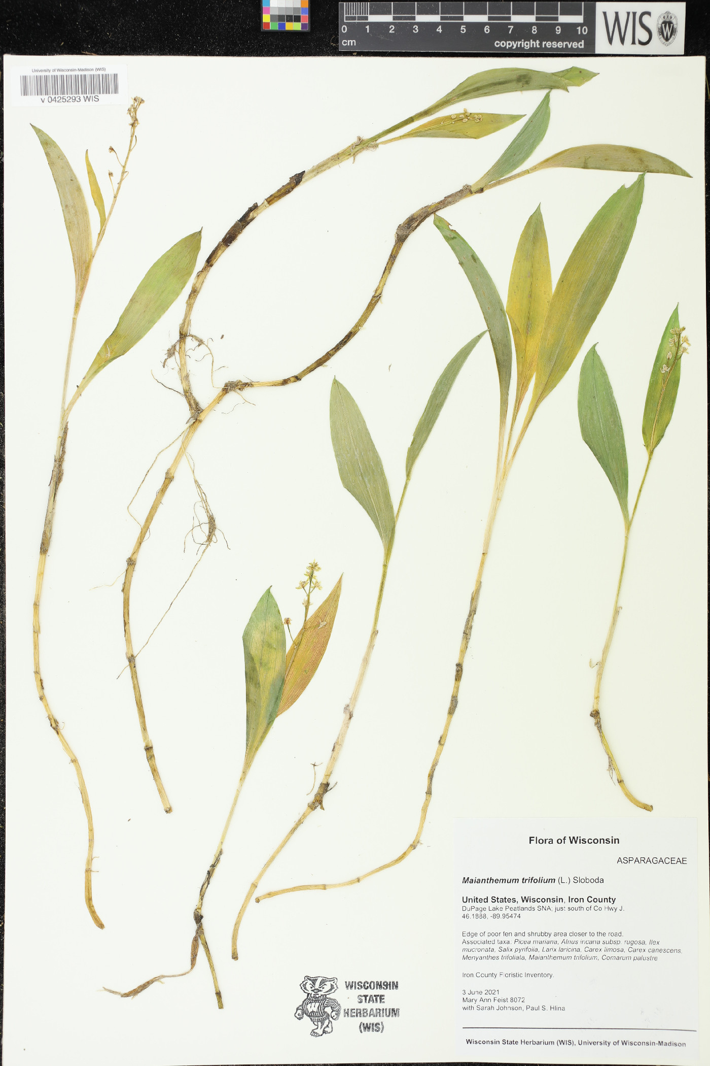 Maianthemum trifolium image