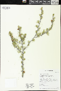 Larix laricina image