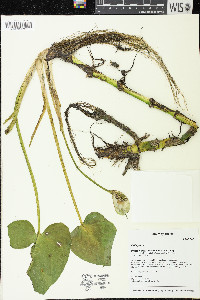 Calla palustris image