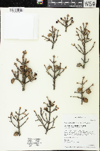 Picea mariana image