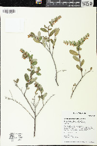 Chamaedaphne calyculata image