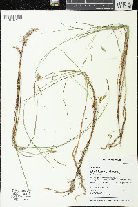 Carex limosa image