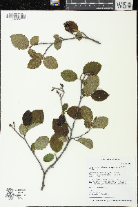 Alnus incana subsp. rugosa image