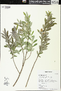 Salix pedicellaris image
