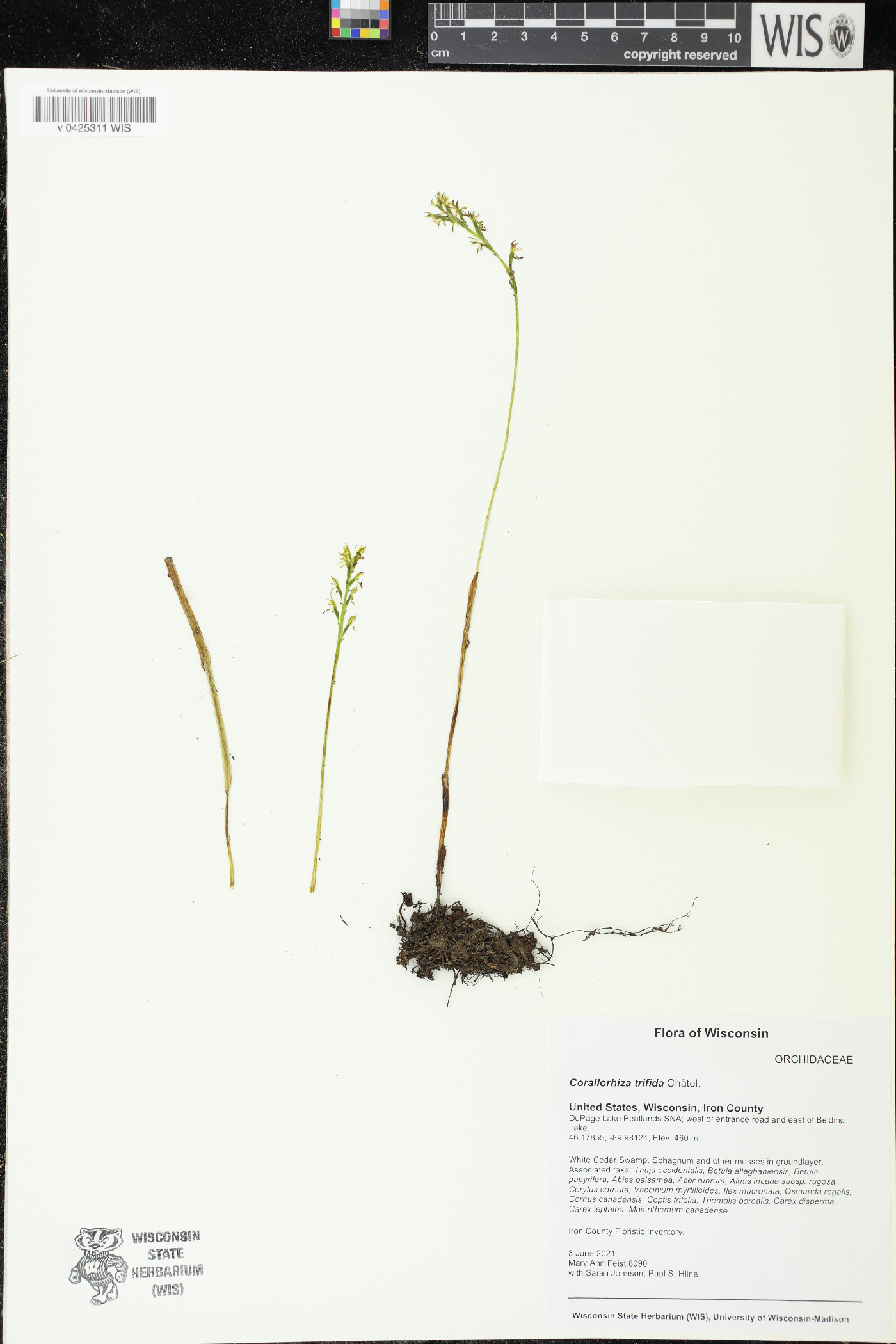 Corallorhiza trifida image