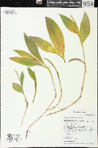 Maianthemum trifolium image