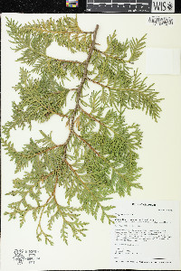 Thuja occidentalis image