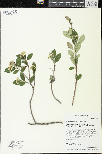 Aronia melanocarpa image