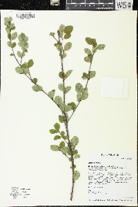 Betula pumila image