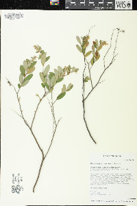 Chamaedaphne calyculata image