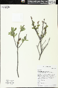 Myrica gale image