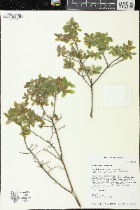 Vaccinium myrtilloides image