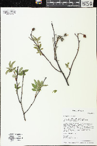 Rosa palustris image