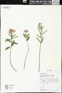 Kalmia polifolia image