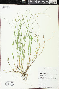 Carex echinata image