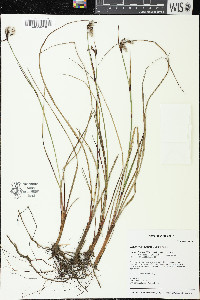 Eriophorum angustifolium image