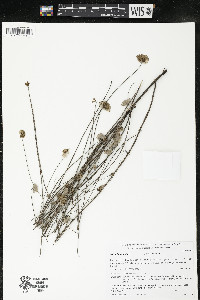 Salvia bupleuroides image