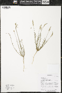 Polygala alba image