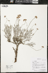 Eriogonum pauciflorum image