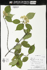 Viburnum lentago image