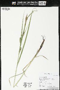 Carex trichocarpa image