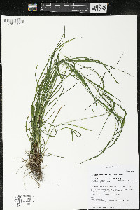 Festuca subverticillata image