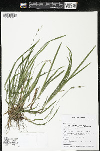 Carex hirtifolia image